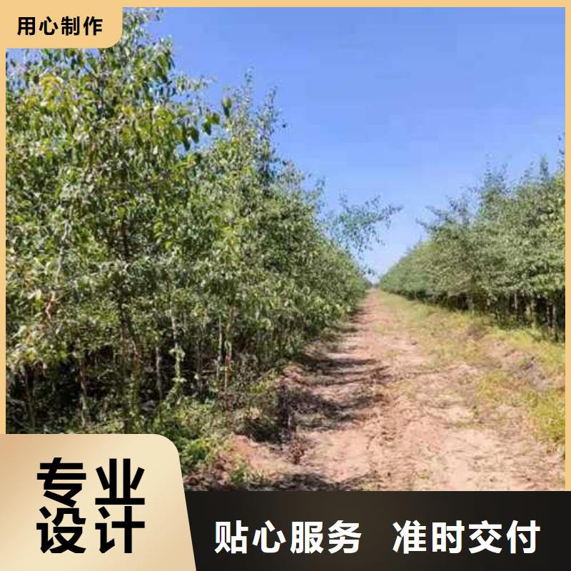 杜梨奥红全红梨树苗交货准时
