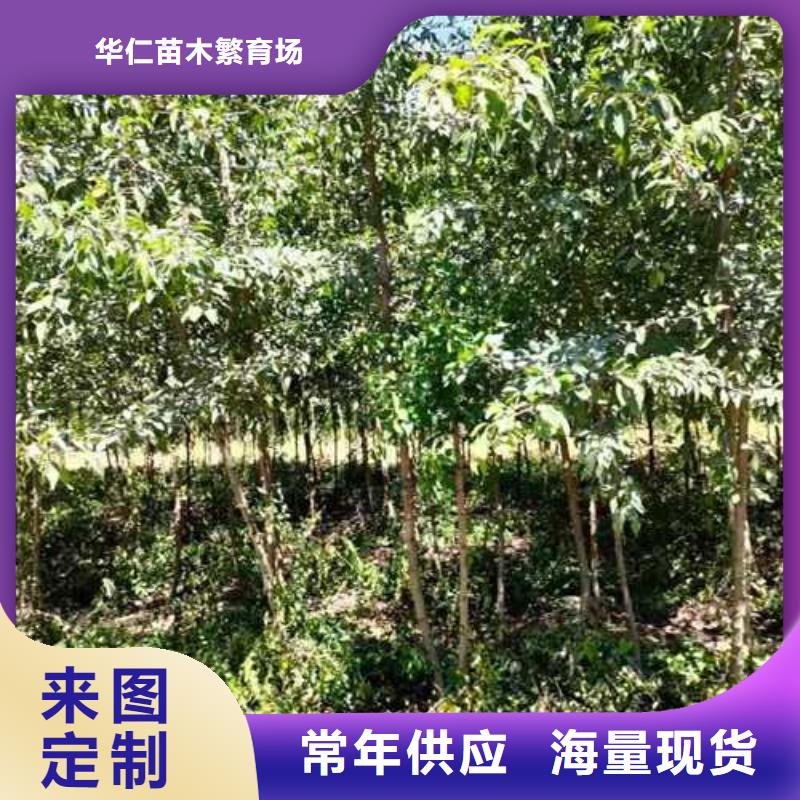 杜梨,奥红一号梨苗一站式采购商家