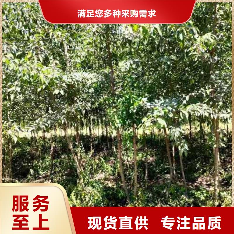 杜梨梨树苗基地用心细节