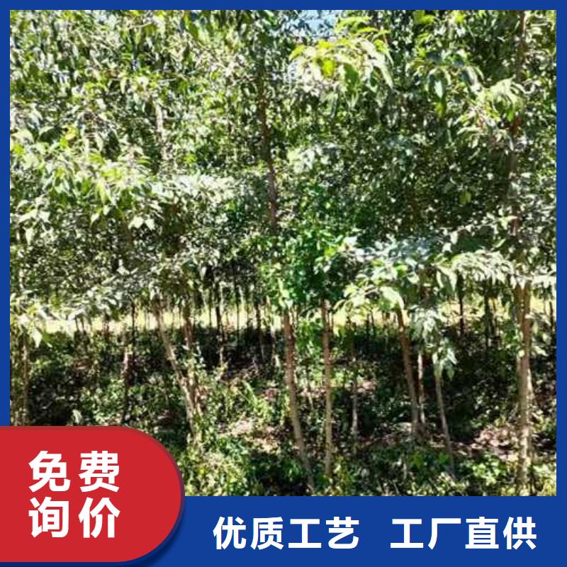 杜梨奥红一号梨苗真诚合作