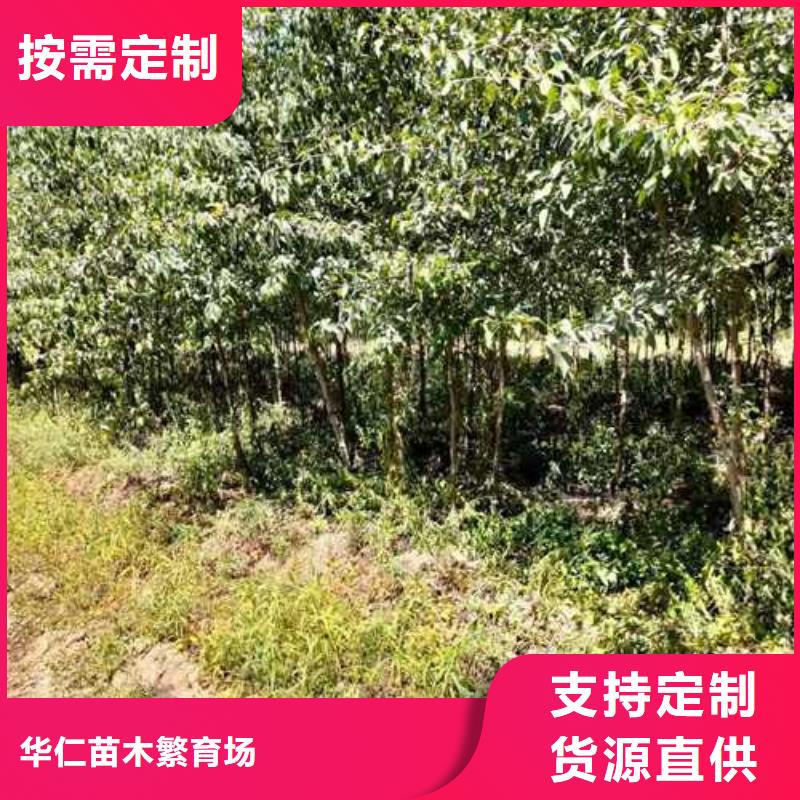 杜梨杜梨苗品质服务