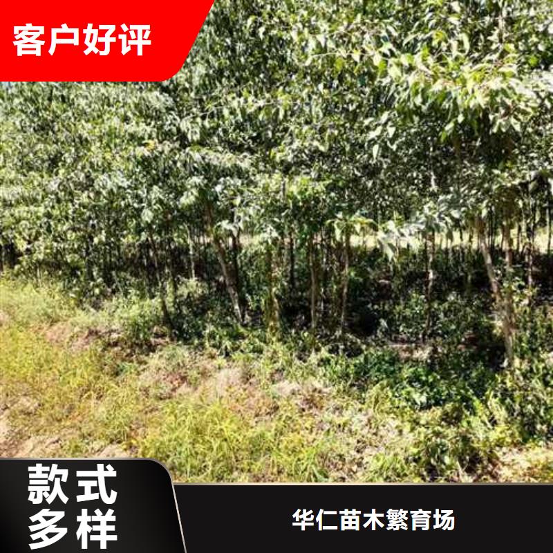 杜梨,奥红全红梨树苗现货充足量大优惠