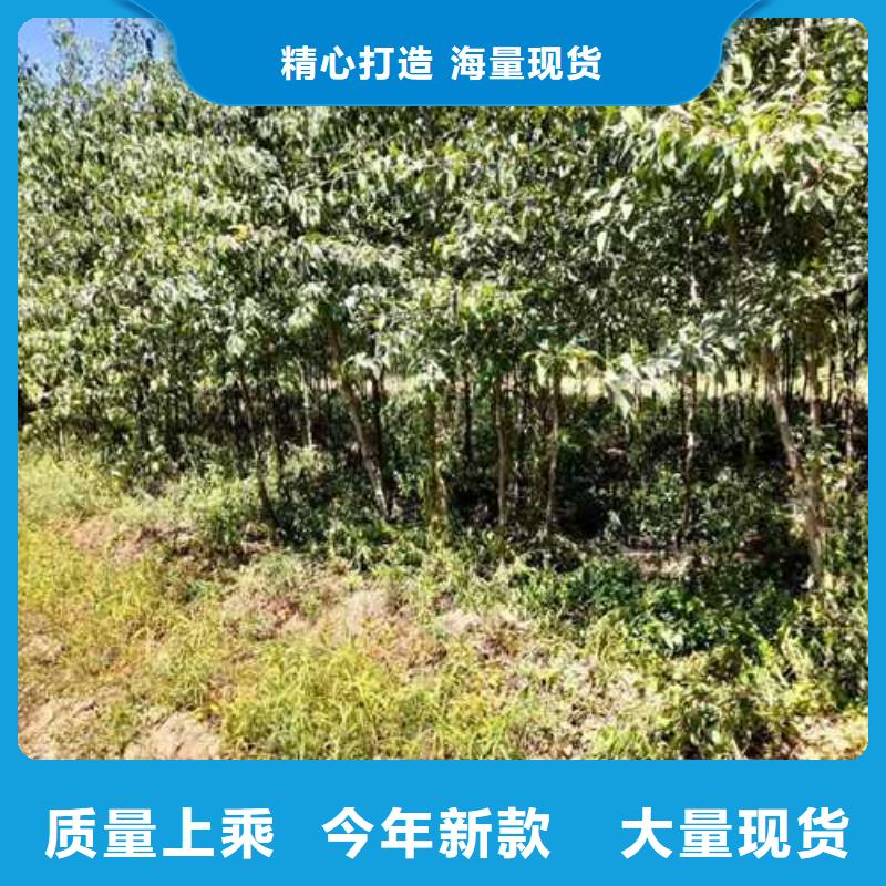 杜梨皇冠梨树苗专业生产设备