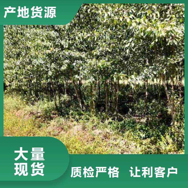 杜梨_红香酥梨树苗支持定制批发