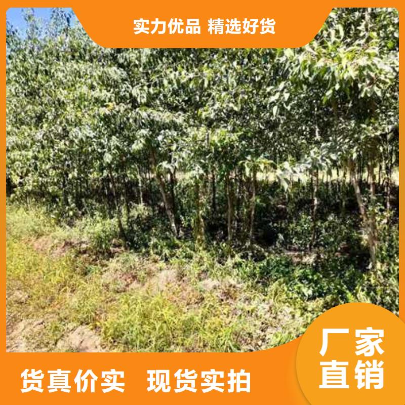 杜梨_红香酥梨树苗实力才是硬道理