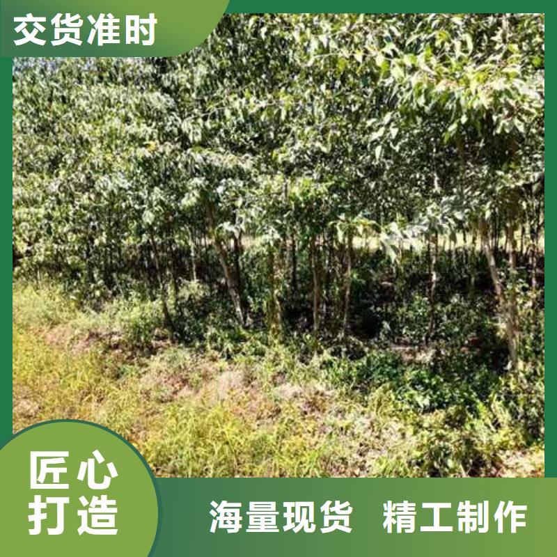 杜梨海棠苗厂家型号齐全