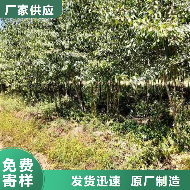 杜梨,奥红一号梨苗一站式采购商家