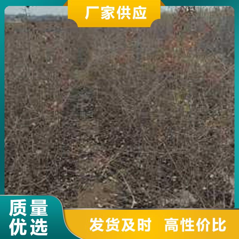 杜梨新梨7号梨树苗满足客户所需