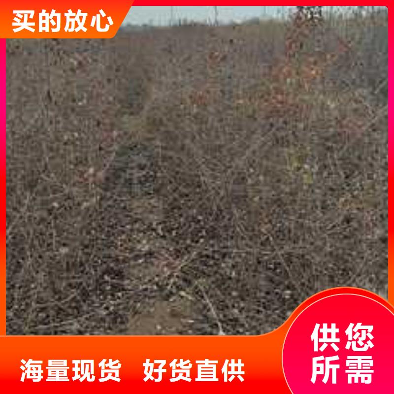 杜梨海棠苗品质保障价格合理