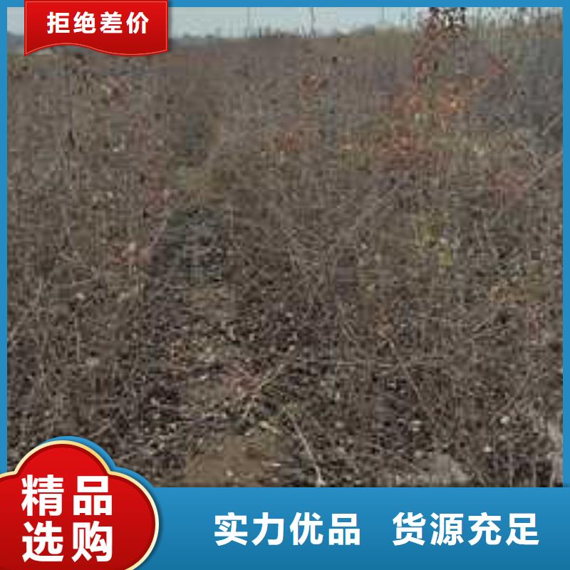 杜梨红香酥梨树苗专注产品质量与服务