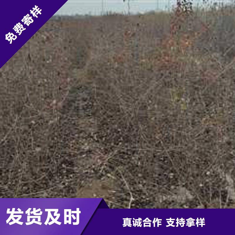 杜梨杜梨苗厂家型号齐全