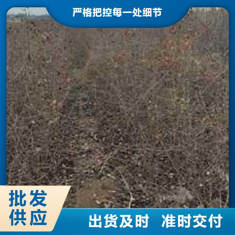 杜梨红香酥梨树苗专注产品质量与服务