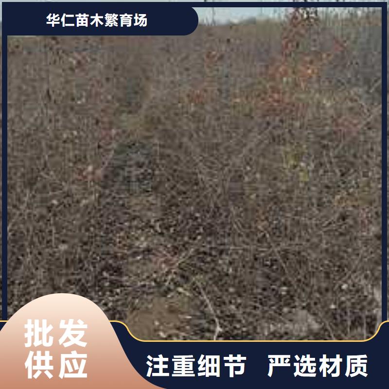杜梨香酥梨树苗专业的生产厂家