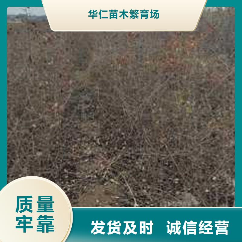 杜梨奥红全红梨树苗交货准时