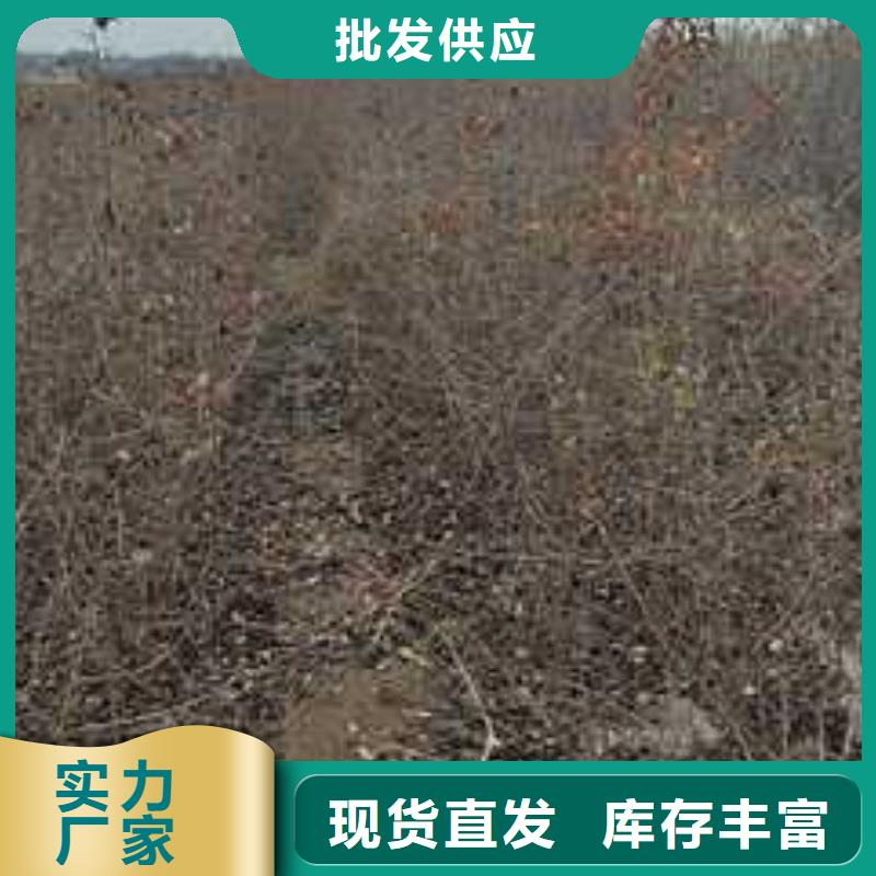 【杜梨-香酥梨树苗可接急单】