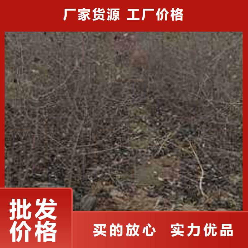 杜梨奥红全红梨树苗厂家现货批发