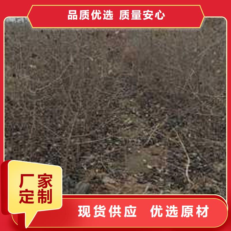 【杜梨-新梨7号梨树苗一对一为您服务】