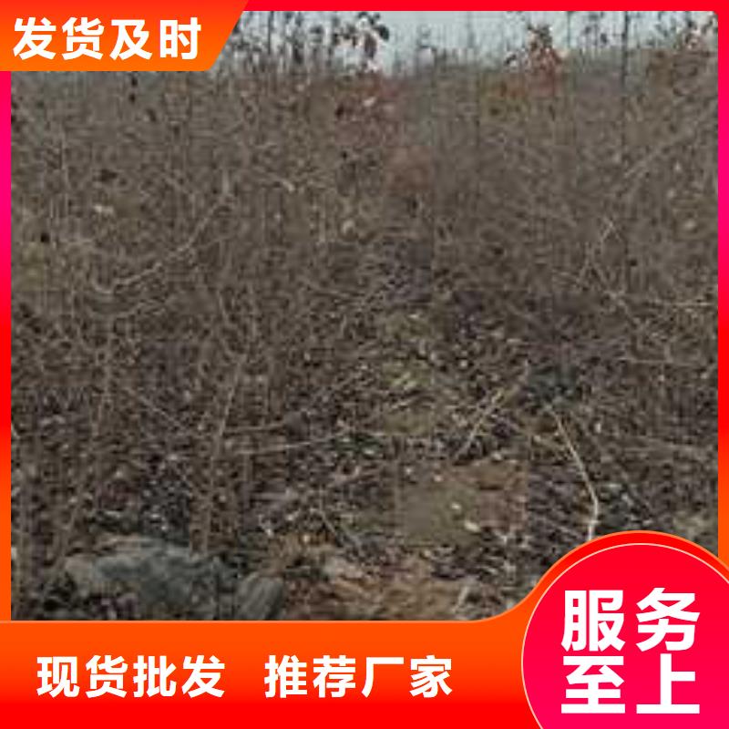 杜梨_梨树苗基地高品质诚信厂家