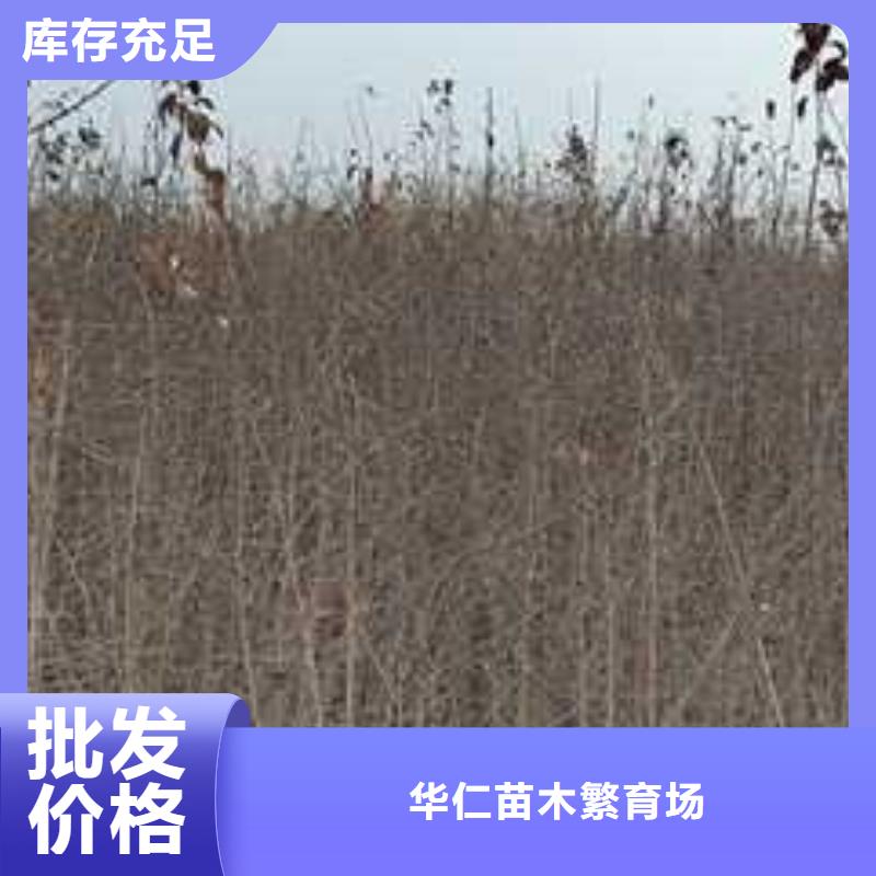 杜梨瑞蟠101桃树苗免费安装