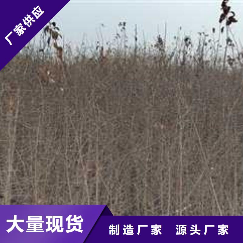 杜梨奥红全红梨树苗交货准时