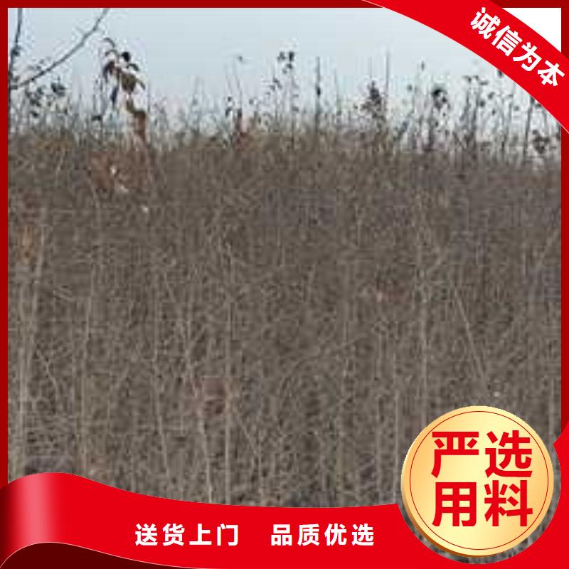 杜梨海棠苗专注细节更放心