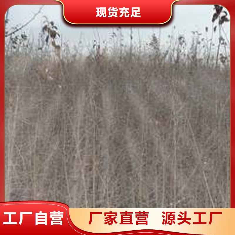 杜梨奥红全红梨树苗价格实在
