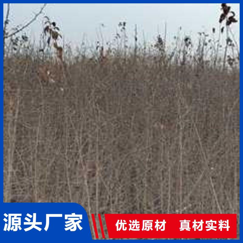 杜梨海棠苗工厂自营