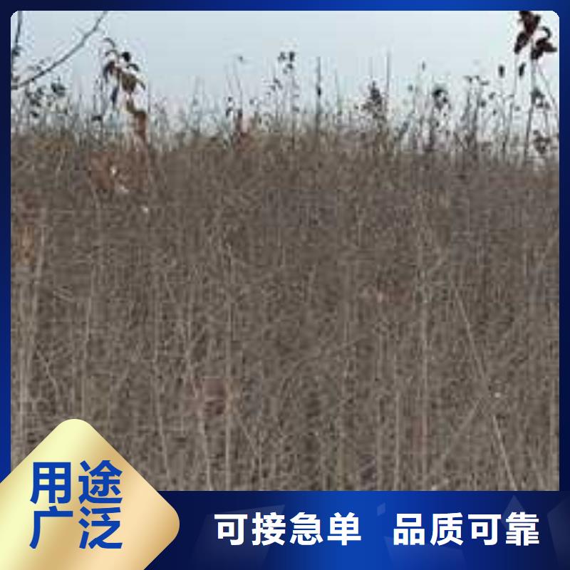 杜梨杜梨苗免费安装