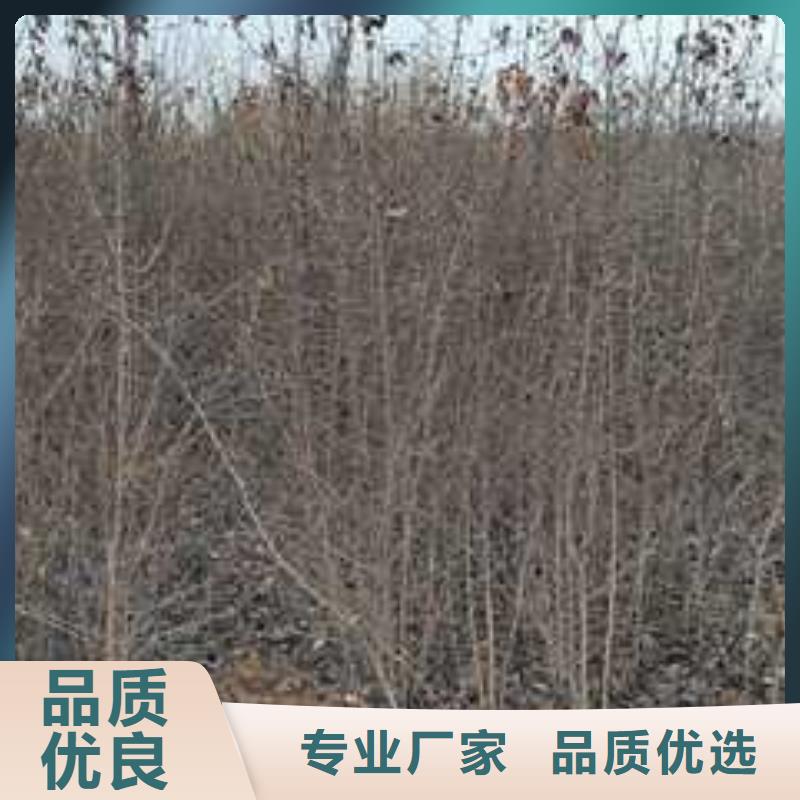 杜梨杜梨苗厂家直销供货稳定