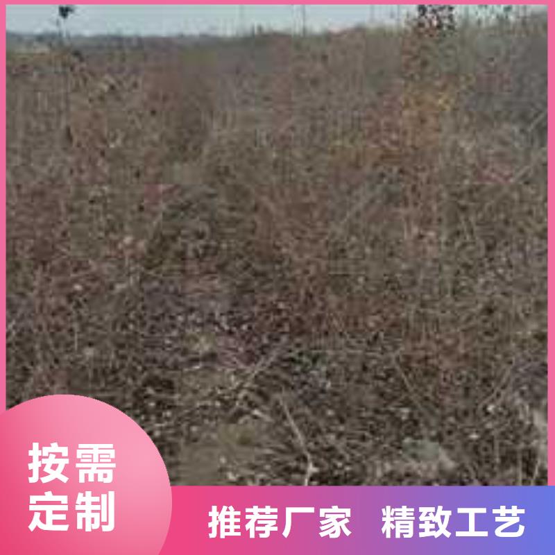 杜梨-【红香酥梨树苗】厂家批发价
