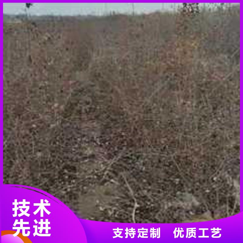 杜梨海棠苗厂家型号齐全