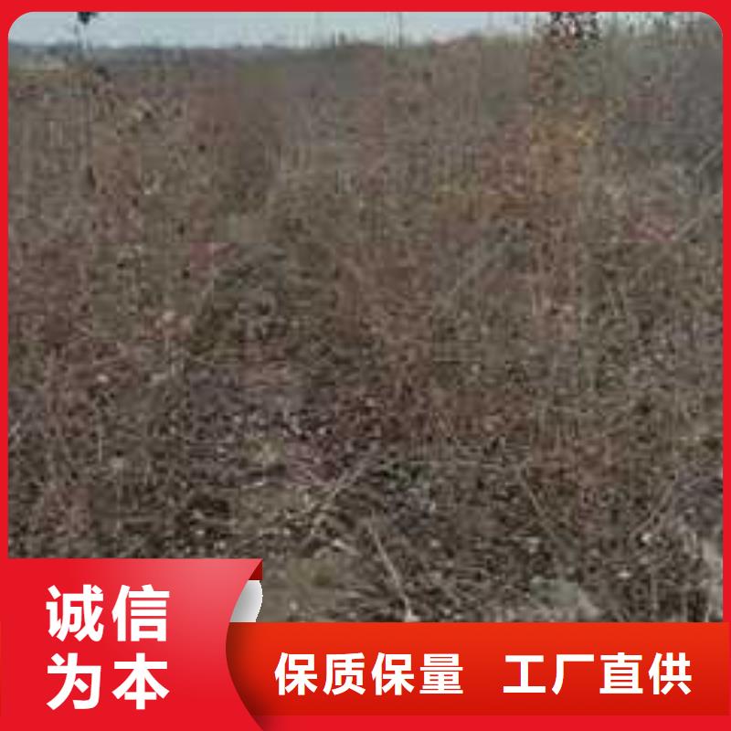 杜梨奥红全红梨树苗交货准时