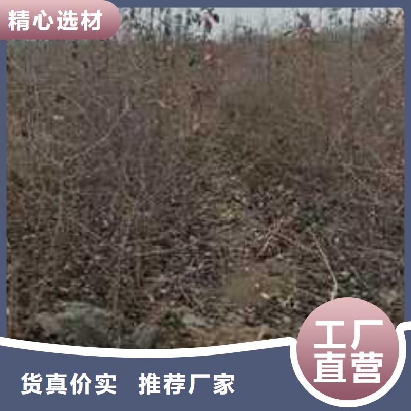 杜梨杜梨苗免费安装