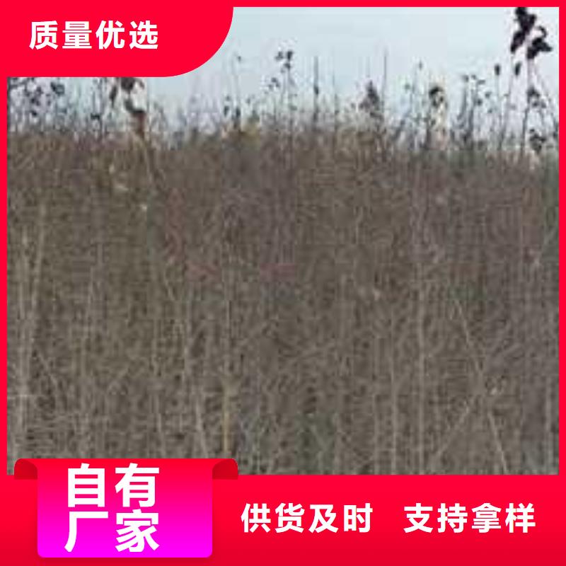 杜梨奥红一号梨苗每一处都是匠心制作