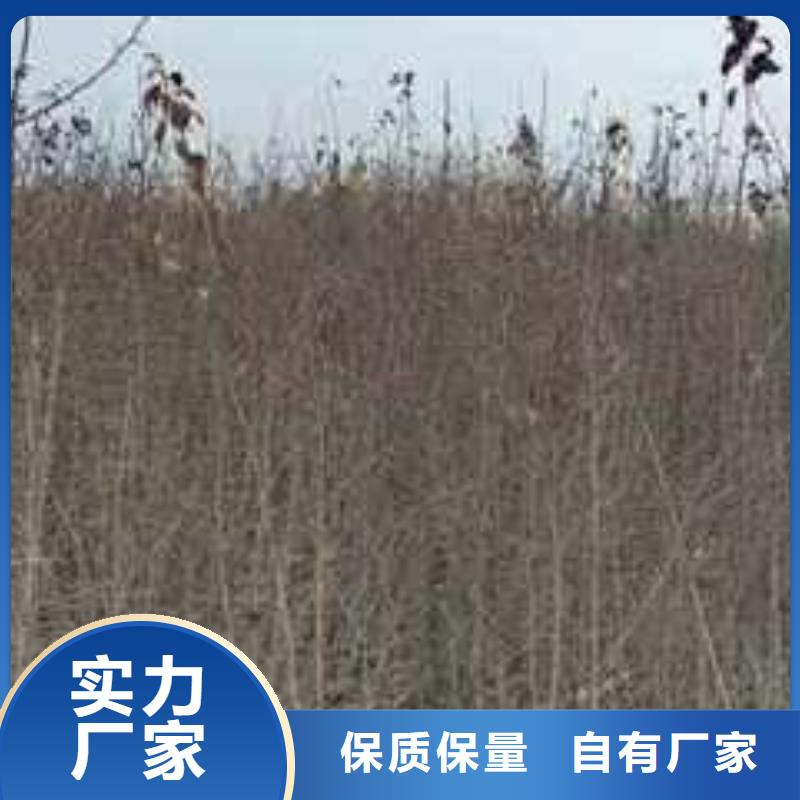 杜梨梨树苗基地用心细节
