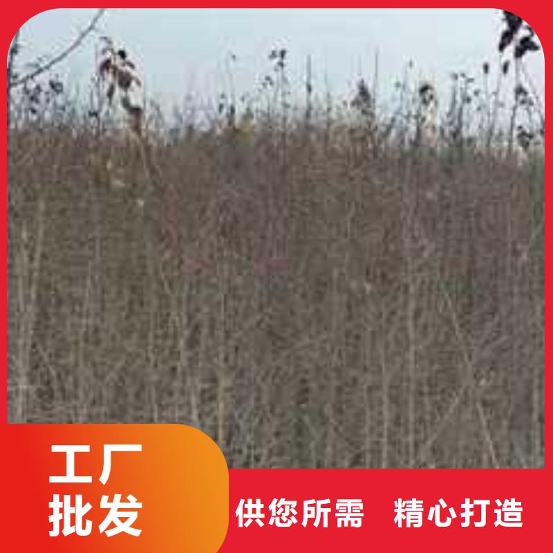 皇冠梨树苗视频-皇冠梨树苗_浙江省衢州市市场覆盖开化|常山|台州|温州|湖州|金华|舟山|嘉兴等