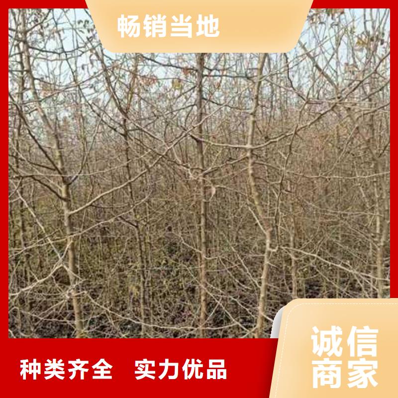 杜梨奥红一号梨苗真诚合作