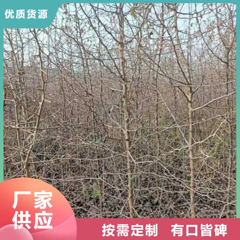 杜梨杜梨苗厂家直销供货稳定