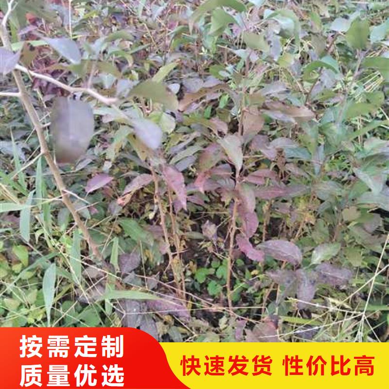 杜梨,奥红全红梨树苗现货充足量大优惠
