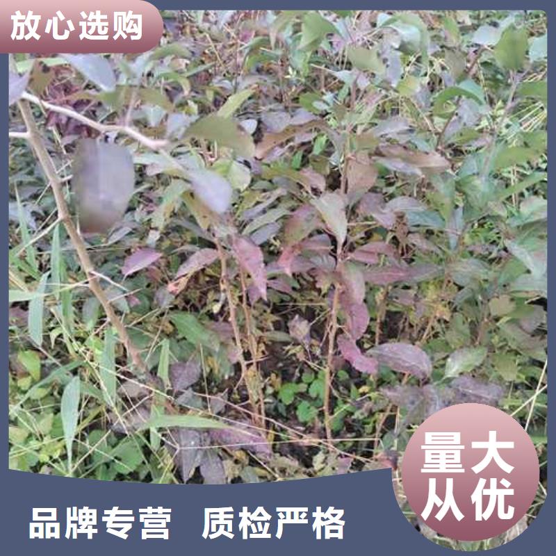 皇冠梨树苗视频-白银市皇冠梨树苗-周边可服务区域景泰|平川|兰州|平凉|临夏|武威|酒泉|定西|天水