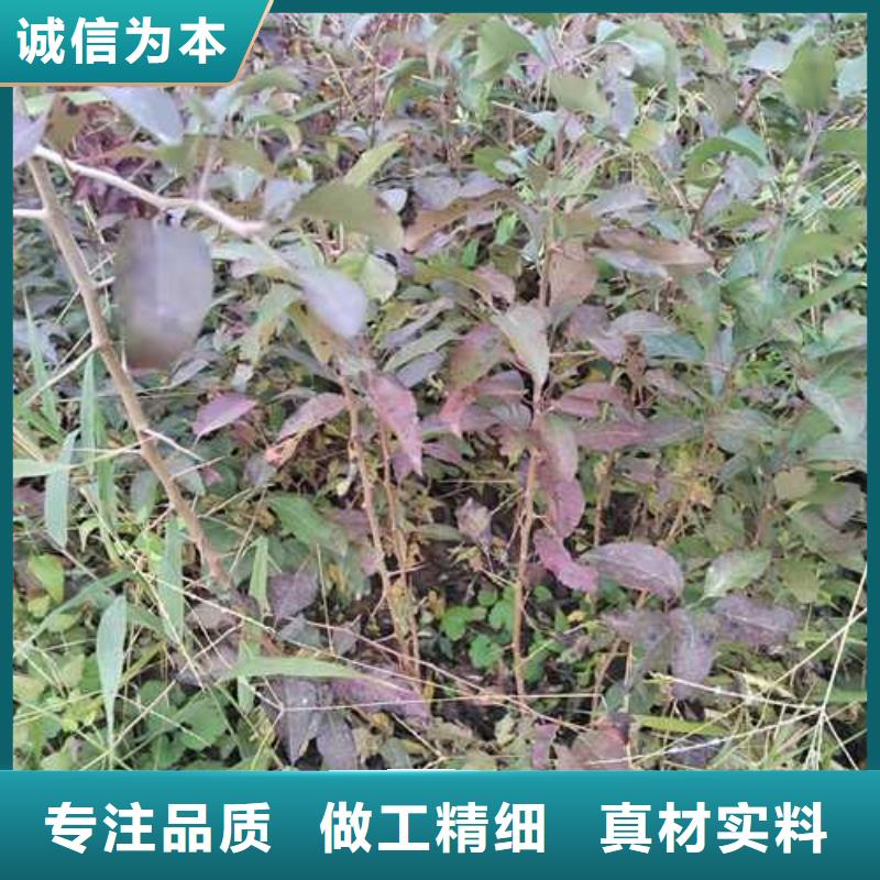 杜梨,奥红一号梨苗诚信经营质量保证