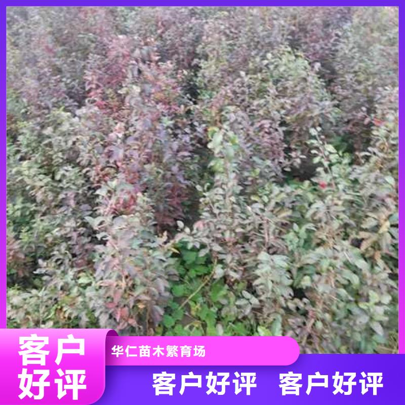 杜梨杜梨苗免费安装