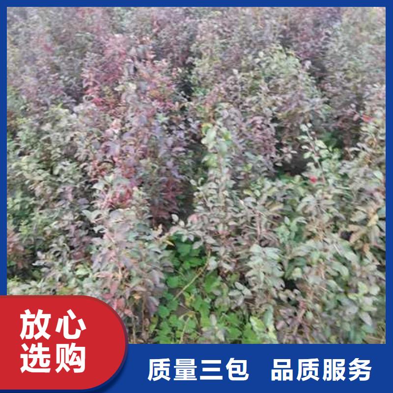 杜梨海棠苗专注细节更放心