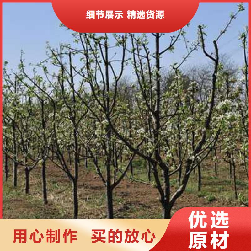 杜梨,奥红一号梨苗一站式采购商家
