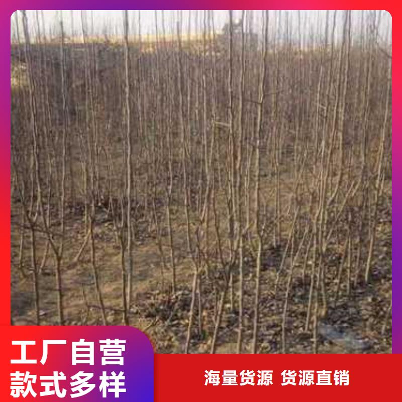 杜梨红香酥梨树苗专业生产制造厂