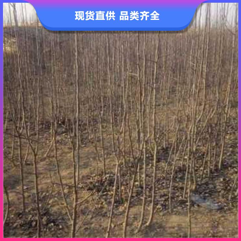 杜梨,奥红全红梨树苗现货充足量大优惠