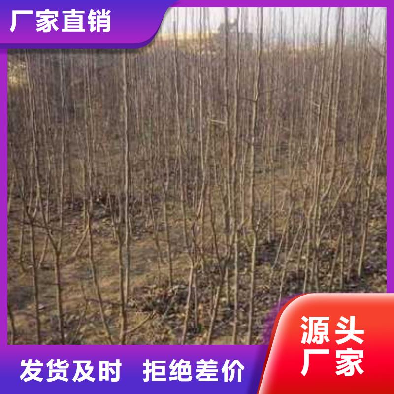 杜梨奥红一号梨苗质检严格