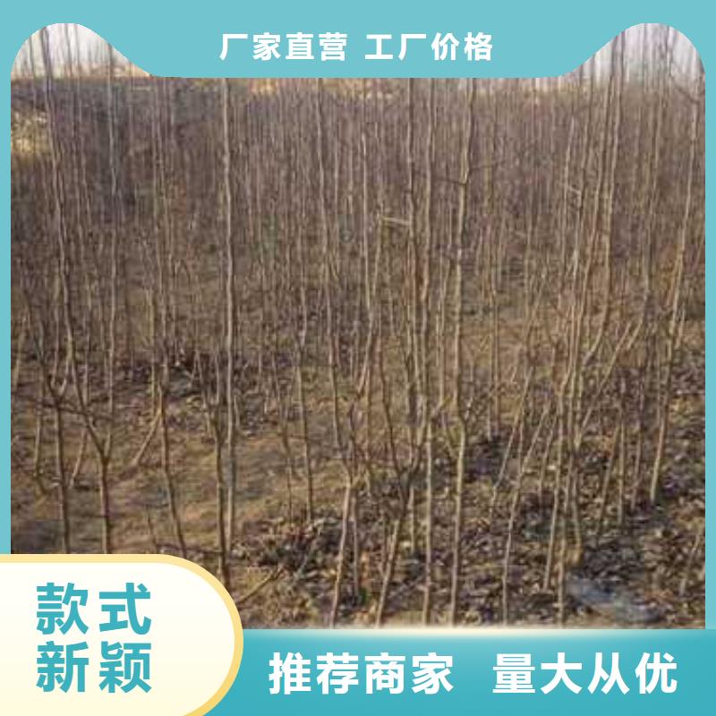 杜梨奥红一号梨苗真诚合作