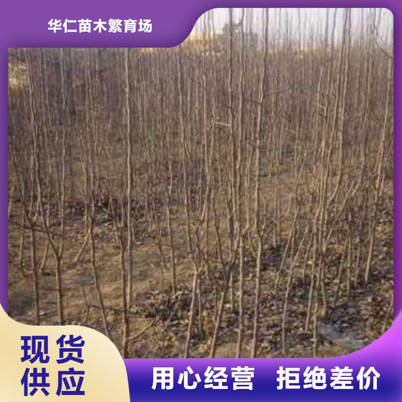 【杜梨】奥红一号梨苗严格把控质量