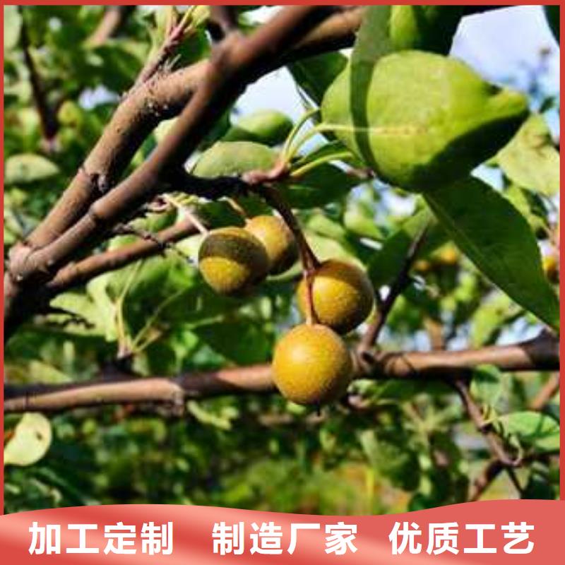 【杜梨】奥红一号梨苗严格把控质量